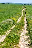 Tracks in the countryside, Basilicata, Italy.
