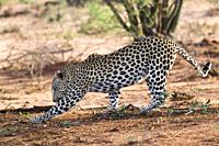 Male leopard, Okonjima Nature Reserve, Namibia