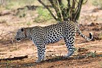 Male leopard, Okonjima Nature Reserve, Namibia