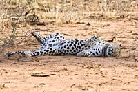 Cheerful leopard, Okonjima Nature Reserve, Namibia