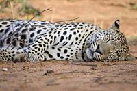 Resting male leopard, Okonjima Nature Reserve, Namibia