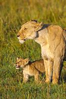 African Lion (Panthera leo) female with cub, Maasai Mara National Reserve, Kenya, Africa.