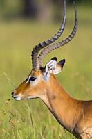 Impala (Aepyceros melampus) portrait, Maasai Mara National Reserve, Kenya, Africa.