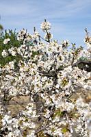 Field of almond blossoms. Tivissa, Catalonia, Spain