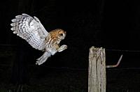 Tawny Owl-Strix aluco in flight. Uk.