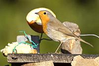 European Robin (Erithacus rubecula), side view of an adult standing on a bird feeder, Campania, Italy