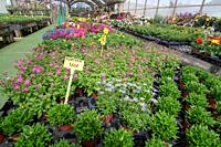 MALLORCA, SPAIN - APRIL 10, 2019: Flowers and herbs in little pots inside greenhouse nursery on April 10, 2019 in Mallorca, Spain.