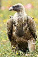 Griffon vulture perched on the ground in the vicinity of a cadaver, Extremadura, Spain.