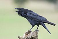 Common raven, (Corvus corax) on a trunk in the meadow of Extremadura, Spain.