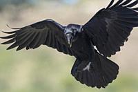 Common raven (Corvus corax), flying before landing, Extremadura, Spain.