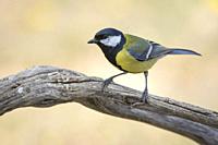 Great tit (Parus major) on a branch at dawn, Extremadura, Spain.
