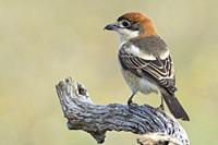Woodchat shrike (Lanius senator) from his watchtower in the meadow, Extremadura, Spain.