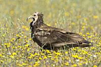 Egyptian vulture (Neophron percnopterus), among flowers in a meadow in Extremadura, Spain.