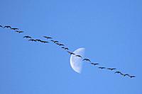 Canada geese (Branta canadensis) in flight with moon, EE Wilson Wildlife Area, Oregon.