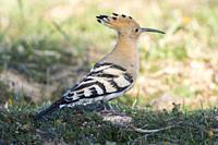 Hoopoe (Upupa epops) containing the dawn, Extremadura, Spain.