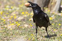 Common raven (Corvus corax) with a rare brown plumage, eating an egg, Extremadura, Spain.