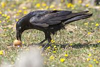 Common raven (Corvus corax) with a rare brown plumage, eating an egg, Extremadura, Spain.