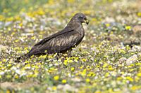 Black kite (Milvus migrans) perched on the ground, in the Dehesa, Extremadura, Spain.