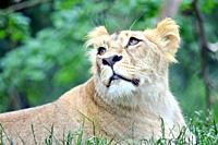 Cute Portrait of Katanga Lioness Watching Up.