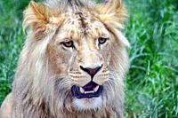 Male Katanga Lion Head Closeup.