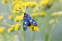 Variable Burnet, Zygaena ephialtes. A black moth with colorful spots: red, yellow, white or mixed. Larval host plants: Coronilla varia, Coronilla emer...