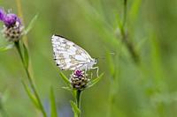 Marbled White, Melanargia galathea. Distinct white butterfly with black marbled markings. Wingspan: 46â. “56mm. Found in tall grassland, forest edges,...