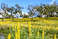 Yellow Lupins flowering in Cork Oak Dehesa near Montargil, Portalegre District, Alentejo Region, Portugal, Europe.