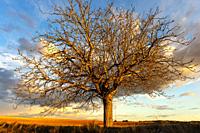 Common walnut (Juglans regia). Almansa. Albacete province, Castile-La Mancha, Spain.