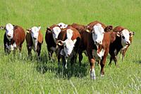 Herd of seven white-brown cows running straight ahead towards camera on a green grass pasture on a day of summer. Selective focus.