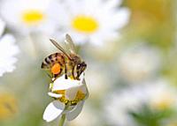 European honey bee - Apis mellifera, Crete