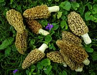 Morel mushrooms that have been gathered from the woodlands of Pennsylvania in the month of may.