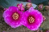 The beavertail cactus in bloom in Palm Springs, California, USA.
