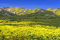 The Carizzo Plain National Monument with wildflowers of the 2019 Superbloom, California, USA.