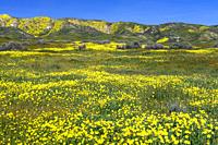 The Carizzo Plain National Monument with wildflowers of the 2019 Superbloom, California, USA.