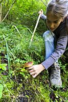 Young girl picking edible mushroom in the woods, Sondrio province, Valtellina, Lombardy, Italy.