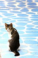 Rear view of a tabby cat sitting on a colorfully painted floor in Greece and looking back at camera.