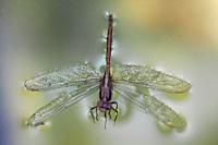 Dragonfly floating on the water