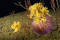 European edible sea urchin (Echinus esculentus) devouring Bryozoa. Sea Mat (Omaloxecasa ramulosa). Eastern Atlantic. Galicia. Spain. Europe.
