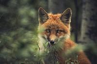 A young red fox (Vulpus vulpus) in the forest. Yukon Territory, Canada.