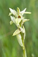 Serapia Perez chiscanoi orchid, Extremadura, Spain
