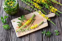 Blooming agrimony plant on a cutting board on a table, with herbal tincture in a jar.
