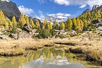 Autumnal larches and Duino stream, with Disgrazia peak in the background. Preda Rossa, Val Masino, Sondrio province, Lombardy, Italy.