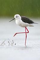 Black-winged Stilt (Himantopus himantopus), adult female standing in a water under the rain, Campania, Italy.