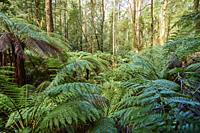 Nature landscape of the forest in the Great Otway National Park in spring, Australia.