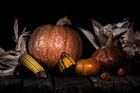 Autumn Pumpkins and Corn On a Rustic Wooden Surface. Thanksgiving Day Concept.