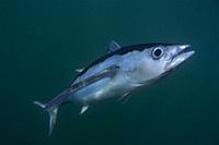 Albacore tuna fish. Longfin tuna. Long finned tuna. White tuna (Thunnus alalunga). Eastern Atlantic. Galicia. Spain. Europe.