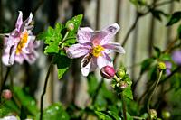 Honey bee, Apis Mellifera, gathering nectar from a wet pink japanese anemone flower, Anemone x hybridia.