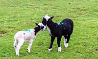 Two cute lambs in a green field on a farm.