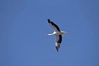 White stork in flight (Ciconia ciconia) France.