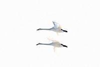 Whooper swan (Cygnus cygnus) couple flying, Japan.